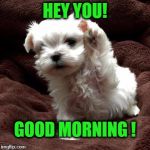 Don't like dogs | HEY YOU! GOOD MORNING ! | image tagged in don't like dogs | made w/ Imgflip meme maker