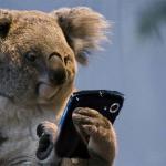 Smartphone koala