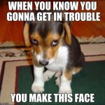 guilty puppy | WHEN YOU KNOW YOU GONNA GET IN TROUBLE; YOU MAKE THIS FACE | image tagged in guilty puppy | made w/ Imgflip meme maker