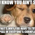 good job dog | YOU KNOW YOU AIN'T SHIT; THAT'S WHY YOU HAVE TO TRY TO PISS IN EVERYONE'S CORNFLAKES | image tagged in good job dog | made w/ Imgflip meme maker