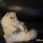 Fat Cat Watching TV Black Couch meme