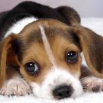 Puppy dog eyes