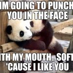 panda kisses | IM GOING TO PUNCH YOU IN THE FACE; WITH MY MOUTH.. SOFTLY 'CAUSE I LIKE YOU | image tagged in panda kisses | made w/ Imgflip meme maker