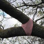 Tree Crotch Panty meme