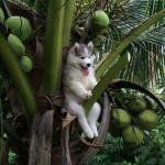 coconut dog