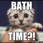 Kittens | BATH; TIME?! | image tagged in kittens | made w/ Imgflip meme maker