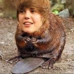 Bieber beaver