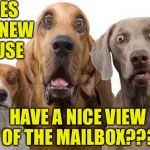 Dogs Surprised | DOES THE NEW HOUSE HAVE A NICE VIEW OF THE MAILBOX??? | image tagged in dogs surprised | made w/ Imgflip meme maker