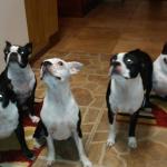 Beautiful Group of Boston Terriers