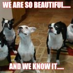 Beautiful Group of Boston Terriers | WE ARE SO BEAUTIFUL..... AND WE KNOW IT..... | image tagged in beautiful group of boston terriers | made w/ Imgflip meme maker