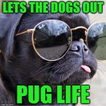 Pug in glasses | LETS THE DOGS OUT; PUG LIFE | image tagged in pug in glasses | made w/ Imgflip meme maker
