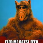 ALF eats cats | I EAT CATS LADIES AND GERMS!  SO.......... FEED ME CATS!  FEED ME CATS!  FEED ME CATS!  FEED ME CATS! | image tagged in memes,headbanzer,alf | made w/ Imgflip meme maker