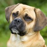 The Confused Puggle