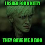 i feel you draco
 | I ASKED FOR A KITTY; THEY GAVE ME A DOG | image tagged in harry potter,draco malfoy,why | made w/ Imgflip meme maker