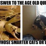 Dumb N Dumber | THE ANSWER TO THE AGE OLD QUESTION; OF WHOSE SMARTER CATS OR DOGS | image tagged in caught up,dos idiots,dumb and dumber idea,we are both stupid,i'm just hanging,hanging out | made w/ Imgflip meme maker