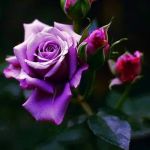 Purple roses  | A MOTHER'S LOVE NEVER DIES; JUST BECAUSE YOU DIE.  MISS YOU BABY GIRL. | image tagged in purple roses | made w/ Imgflip meme maker
