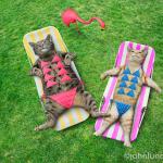 bikini cats