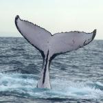 Whale Tail