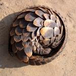 Antinatalist Pangolin