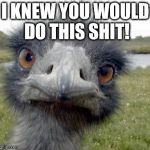 To All Who Meme To Do Wrong | I KNEW YOU WOULD DO THIS SHIT! | image tagged in ostrich,be excellent to each other,memes,birds rule the shit skys,ok ok its my line,no cats | made w/ Imgflip meme maker