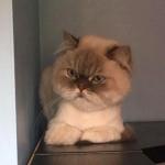 Dan the disdainful cat