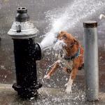 Firehosedog