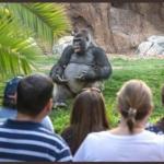 Gorilla TED Talk