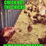 Cockadoodledoooooooo :-) | CHECK OUT THE CHICKS; IN MY HOOD, MAAAAN! | image tagged in chicks in the 'hood | made w/ Imgflip meme maker