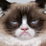 grumpy cat meme