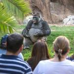 Lecturing Gorilla 