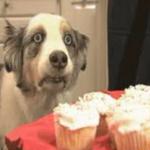 Hypnosis pupper eyes cupcakes