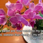 Meditation | How sweet are Your words to my taste! Yes, sweeter than honey to my mouth; Psa. 119:103 | image tagged in meditation | made w/ Imgflip meme maker