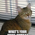 Sour Cat | WHAT'S YOUR POINT, HUMAN? | image tagged in sour cat | made w/ Imgflip meme maker