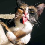 Cat tongue