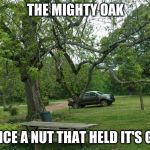 Oak Tree | THE MIGHTY OAK; WAS ONCE A NUT THAT HELD IT'S GROUND | image tagged in oak tree | made w/ Imgflip meme maker