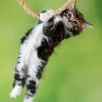 Hanging Cat