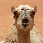 Angry Camel