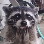 Trash Panda (raccoon)