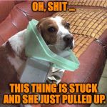 Soooo Guilty Part Two | OH, SHIT ... THIS THING IS STUCK AND SHE JUST PULLED UP. | image tagged in doggo garbage can lid | made w/ Imgflip meme maker