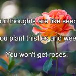 Roses | Your thoughts are like seeds. If you plant thistles and weeds, You won't get roses. | image tagged in roses | made w/ Imgflip meme maker