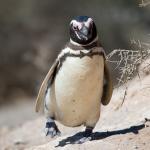 Magellanic penguins bowtie