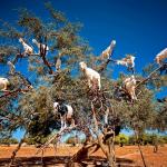 Goats in trees