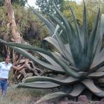 Giant Aloe for Sick Burns