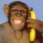 Monkey banana phone meme