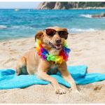 Dog on beach