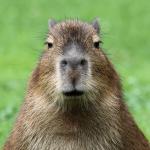 Capybara is not amused meme