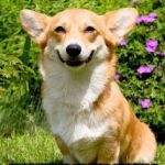 Mischievous Corgi playing video games | PLAY VIDEO GAMES INSTEAD OF DOING MY CHORES | image tagged in mischievous corgi maybe i'll,mischievous corgi,video games,chores,corgi | made w/ Imgflip meme maker