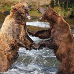Bears Dancing & Singing