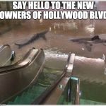 Shark Mall | SAY HELLO TO THE NEW OWNERS OF HOLLYWOOD BLVD | image tagged in shark mall | made w/ Imgflip meme maker