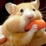 Hamster eats carrot mouthful